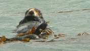 PICTURES/Morro Bay - Otters & Surf/t_Otters3.JPG